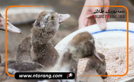 بهترین تغذیه برای پرورش جوجه اردک